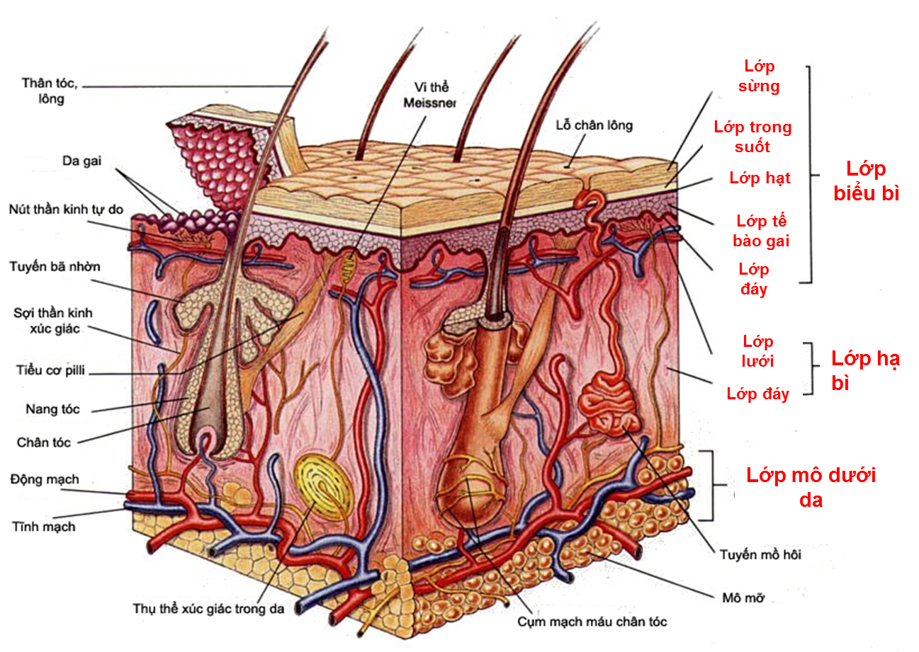 cấu tạo da và cơ chế của vết bầm tím