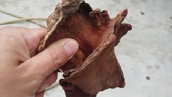 thân gỗ huyết giác đỏ được thu hái để chữa bệnh